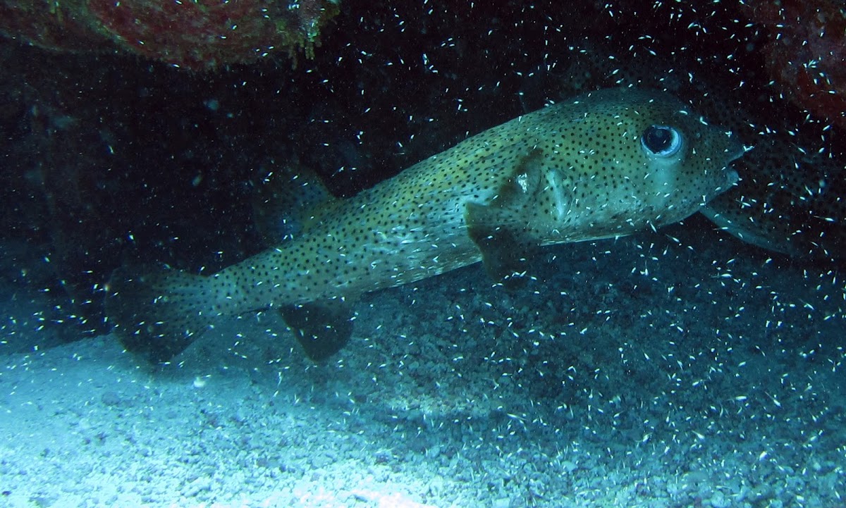 Spot Fin Porcupinefish