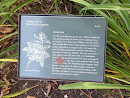 Azalea Garden