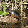 Red bellied turtle