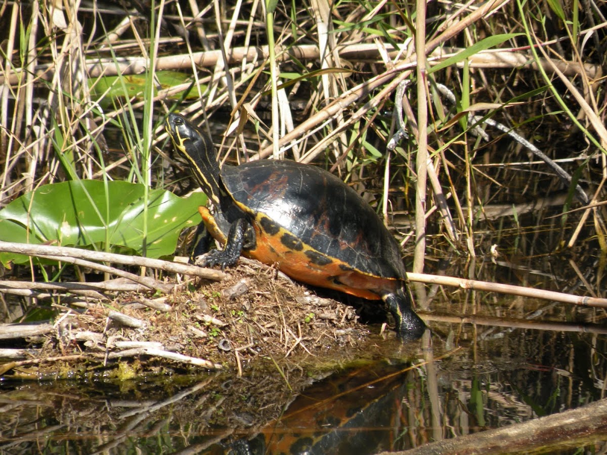 Red bellied turtle