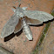 Cossid moth (♂)