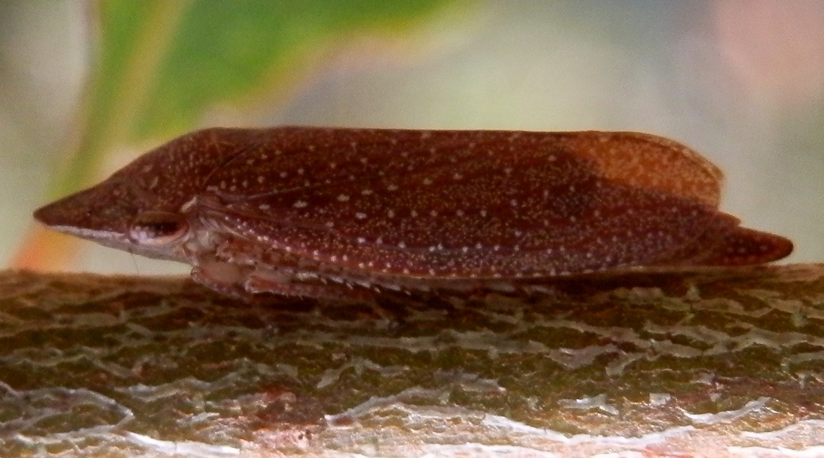 White-dotted Brown Leafhopper