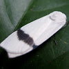 White Tiger Moth