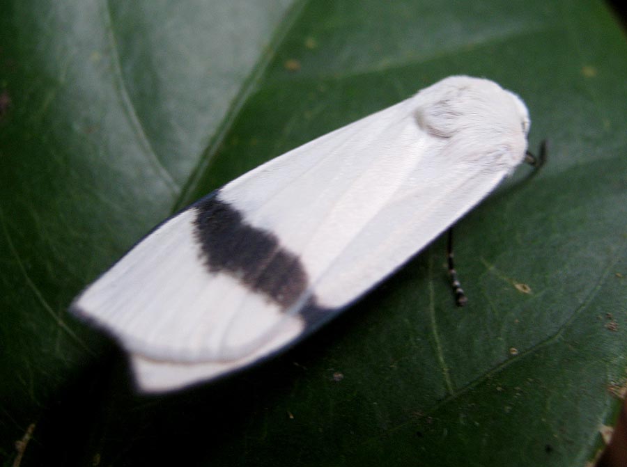 White Tiger Moth