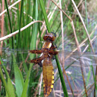 Broad-bodied Chaser (Female)