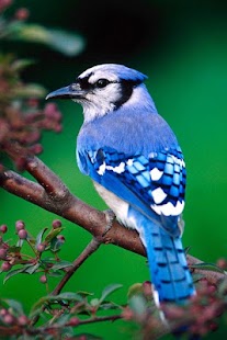 Birds Wallpaper Screenshots 0