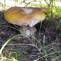 California milk cap mushroom