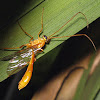 Short-tailed Ichneumon Wasp