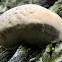 Tamarix fungus