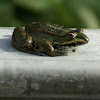 Marsh Frog/ Meerkikker
