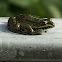 Marsh Frog/ Meerkikker
