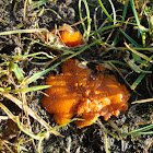 orange peel fungus? Aleuria aurantia