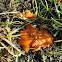 orange peel fungus? Aleuria aurantia