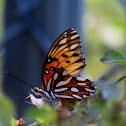 Gulf Fritilary Butterfly