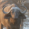 Buffel (Kruger)