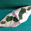Enominae moth