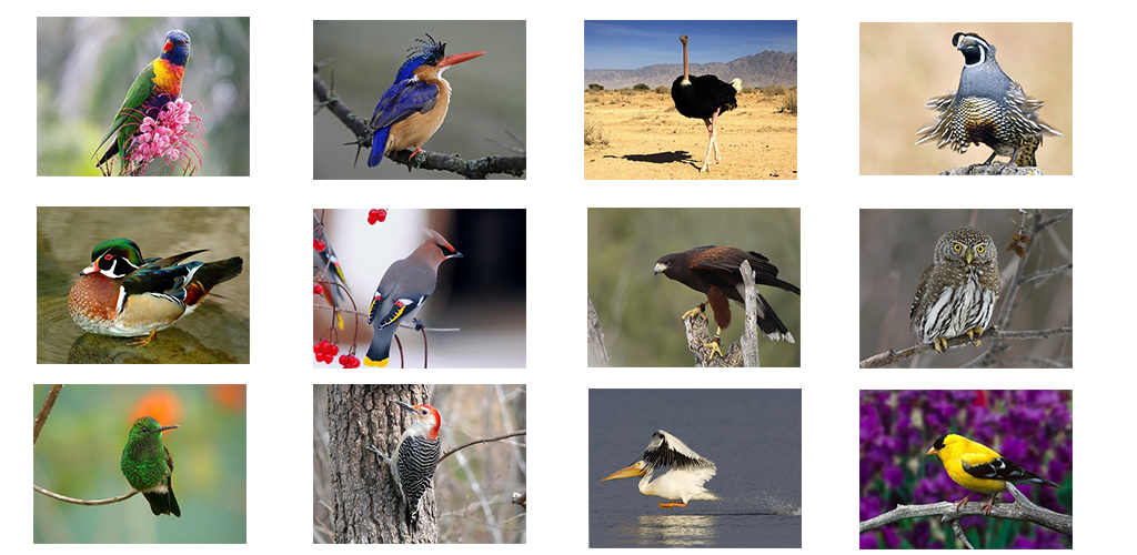 звуки определенных птиц