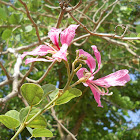 Purple orchid tree