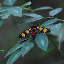 Painted Handmaiden Moth