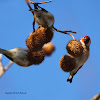 The European Goldfinch