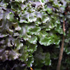 Hornwort Moss
