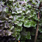 Hornwort Moss