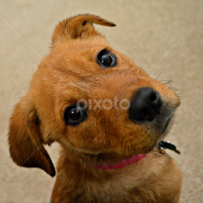 by Becky Holmes - Animals - Dogs Puppies