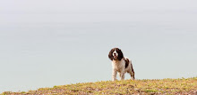 English SpringerSpaniel Puzzle APK