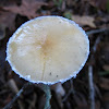 Questionable Stropharia
