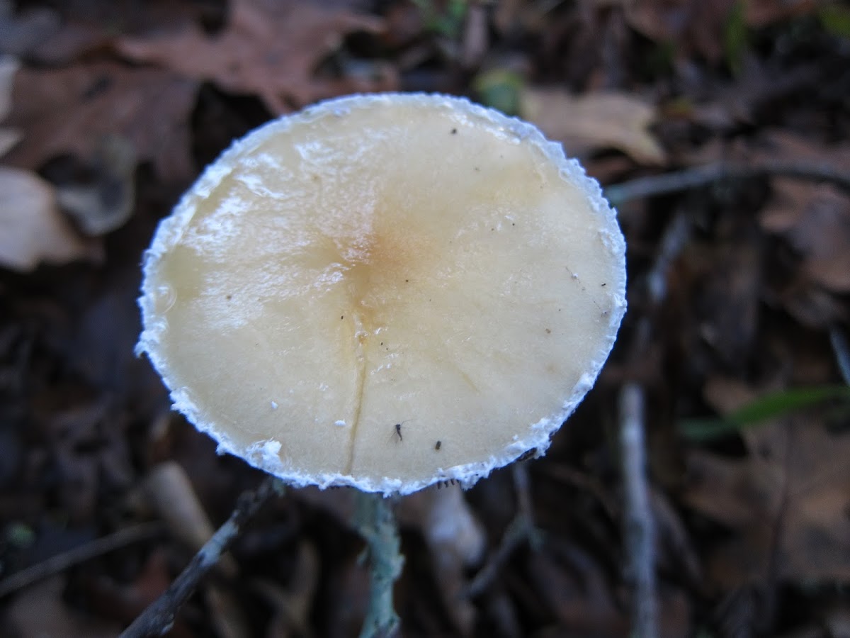 Questionable Stropharia