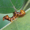 Caterpillar