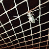 White Oak Borer Beetle