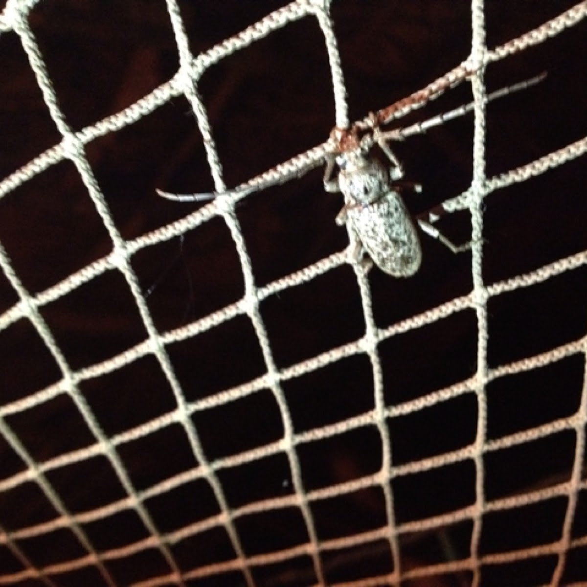 White Oak Borer Beetle