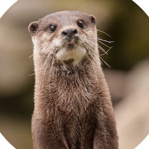 Cute Otter.apk 2.0