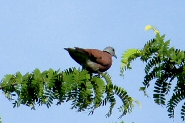 Island Collared Dove