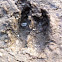 White-tailed Deer Track in mud
