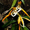 Maxilaria Orchid