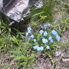 Alpine Forget Me Not