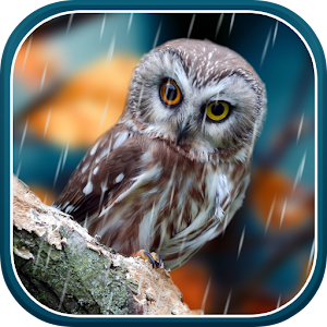 Autumn Live Wallpaper