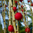Palm tree fruits