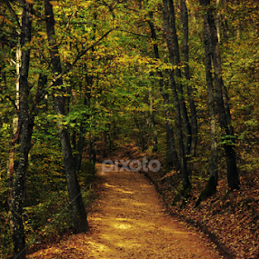 Golden Street by Adrian  Limani - Landscapes Forests