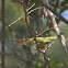 Green Bee-eater