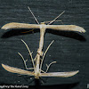 Plume moths (mating)