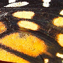Monarch Butterfly (wing)