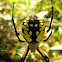 Black and Gold Orb Weaver
