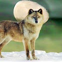 Amazing Wildlife Pics logo
