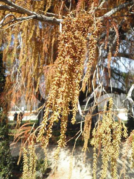 Ahuehuete o Ciprés Moctezuma | Project Noah