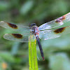 Four-spotted Pennant Dragonfly