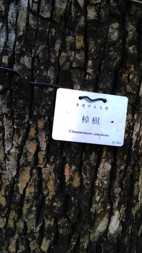 Cinnamomum Camphora樟樹