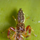 Scorpion mimic jumping spider Female